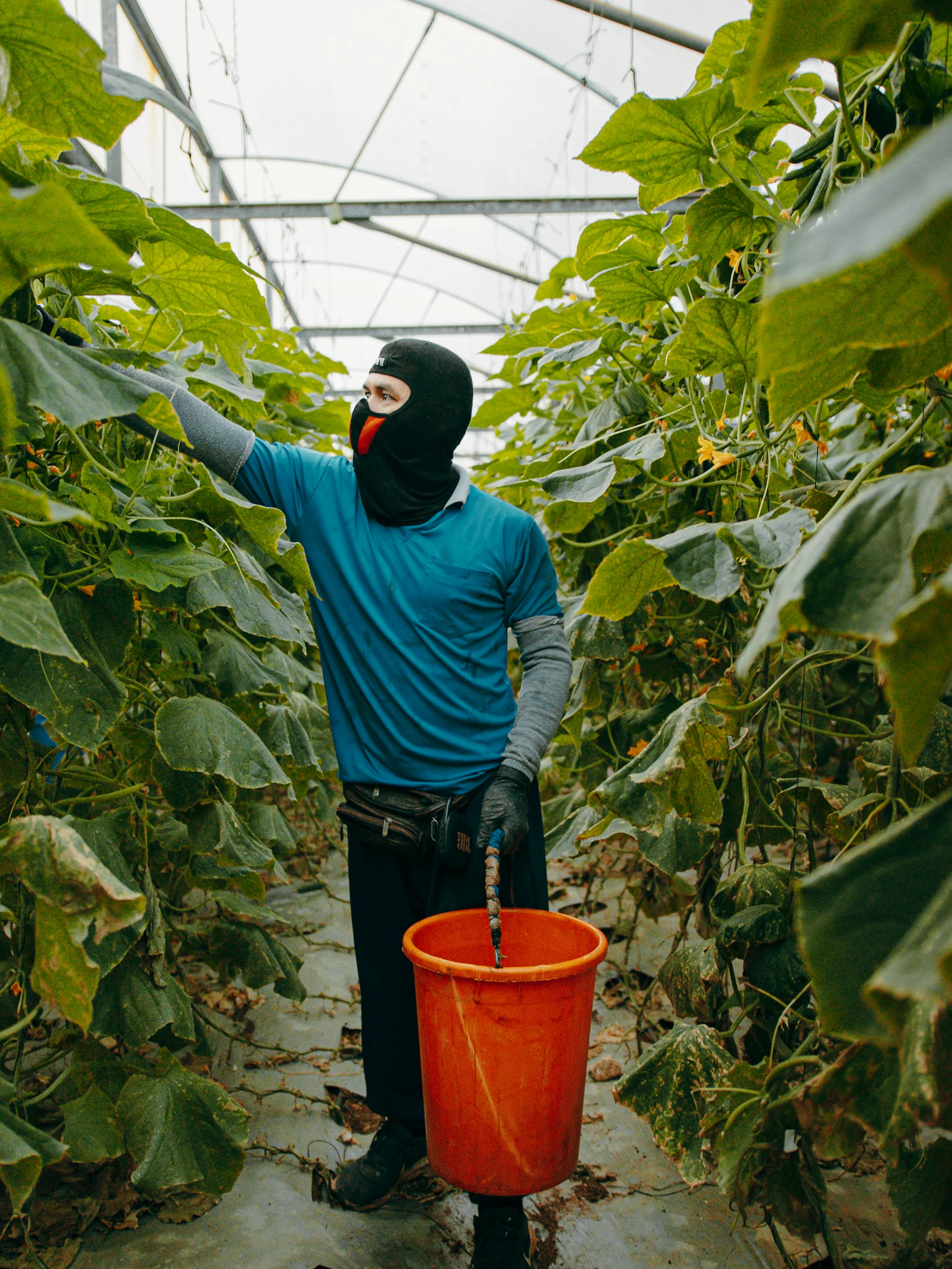 A greenhouse worker tending and harvesting crops